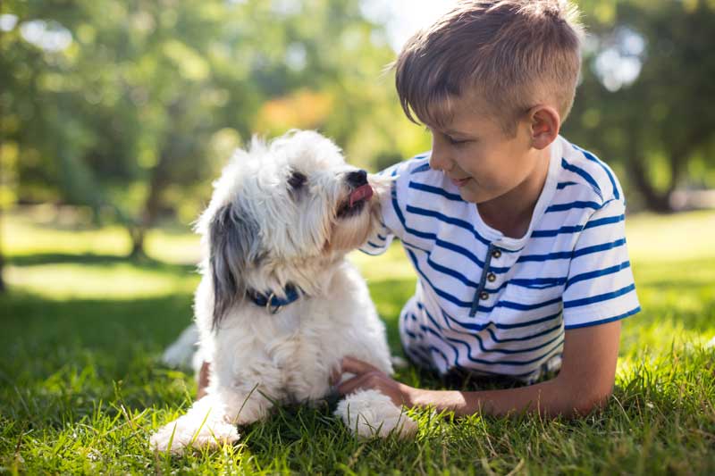 Un niño tumbado en el césped de un parque, sonríe mientras mira a un perro blanco con manchas negras, que le lame la mejilla. Los niñ@s que crían con mascotas suelen experimentar numerosos beneficios, entre ellos alegría y compañerismo.